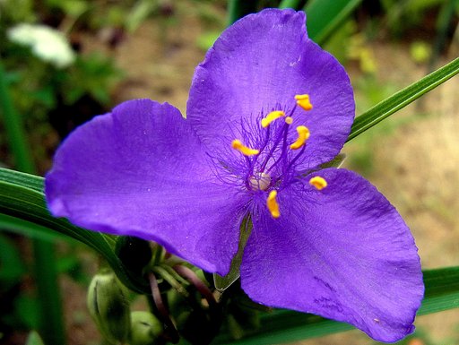 【好きなもの】色も大きさも好みの花