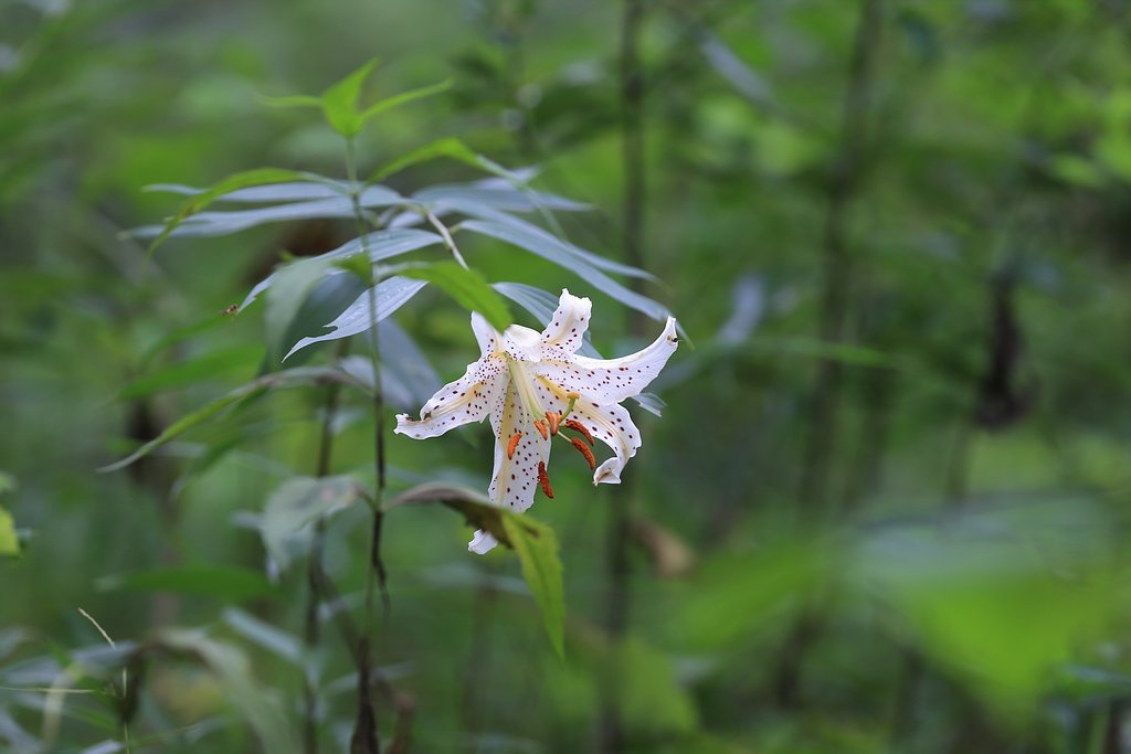 深窓の麗人