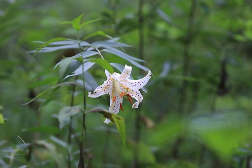 深窓の麗人