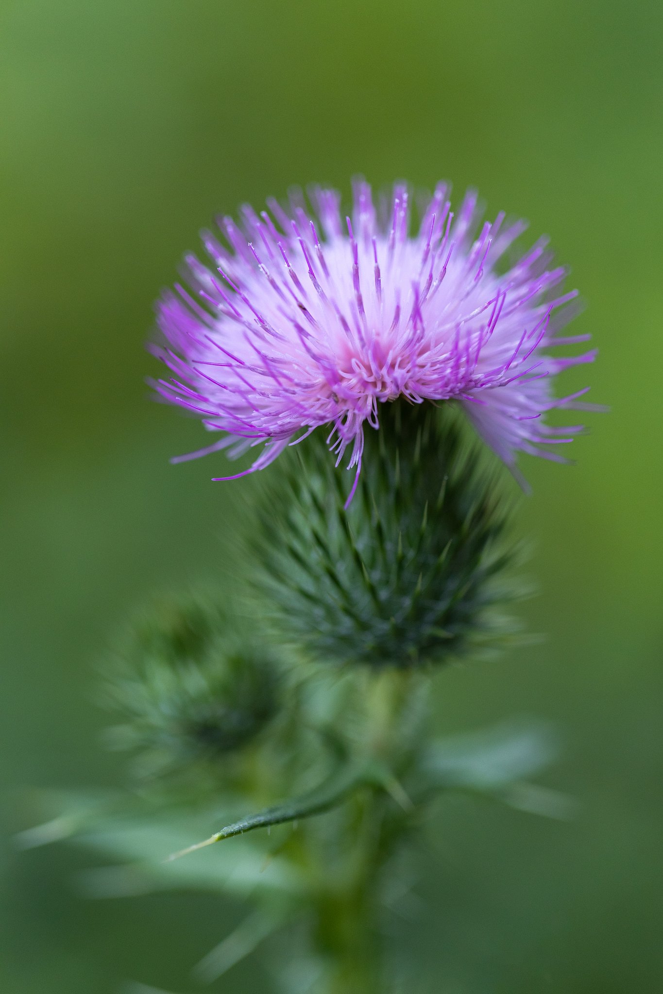 EF100mm f/2.8L Macro IS USM