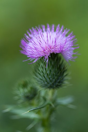 EF100mm f/2.8L Macro IS USM