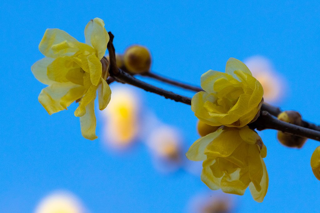 EF180mm f/3.5L Macro USM