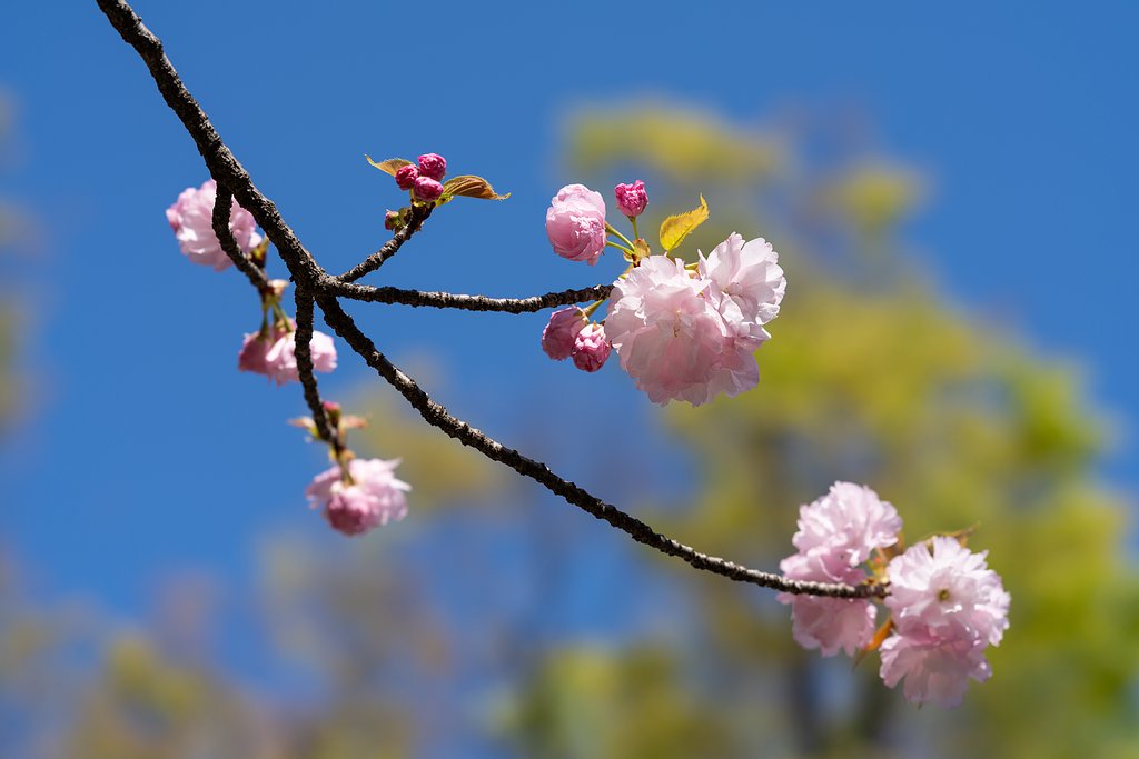 八重桜２