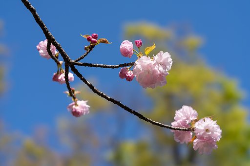 八重桜２