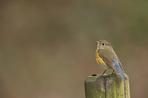 ルリビタキ♀