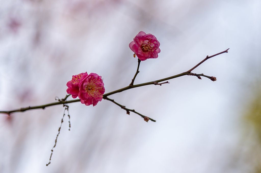 NIKKOR 24-120 mm f/4.0 G ED VR