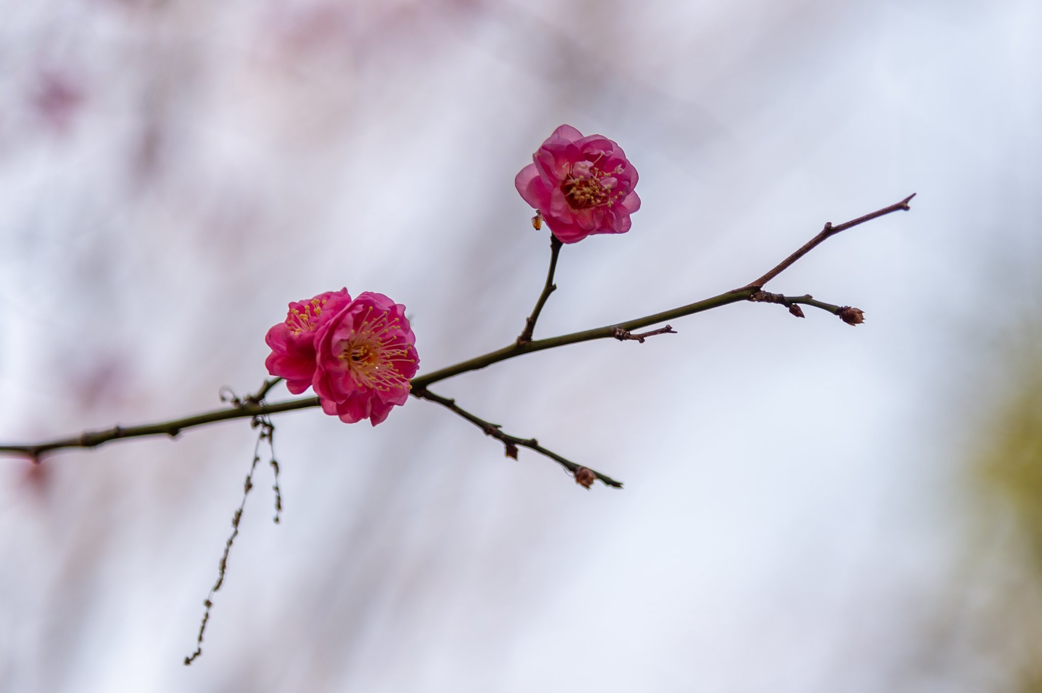 NIKKOR 24-120 mm f/4.0 G ED VR