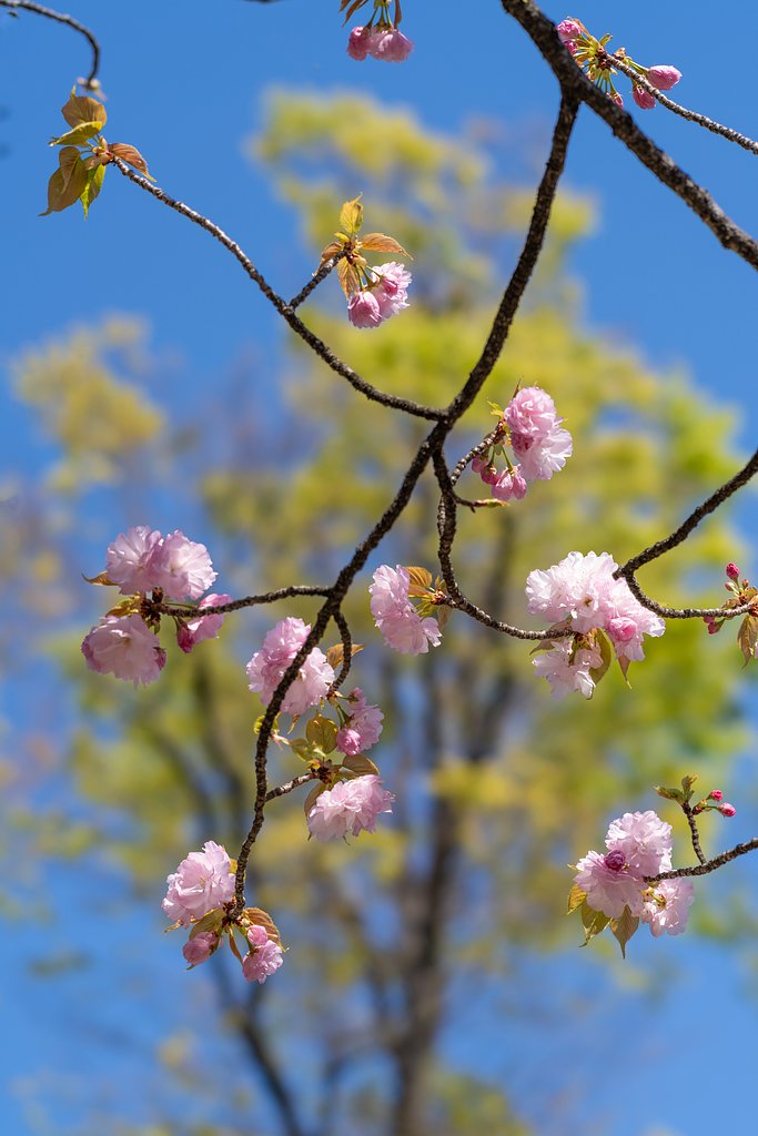 八重桜