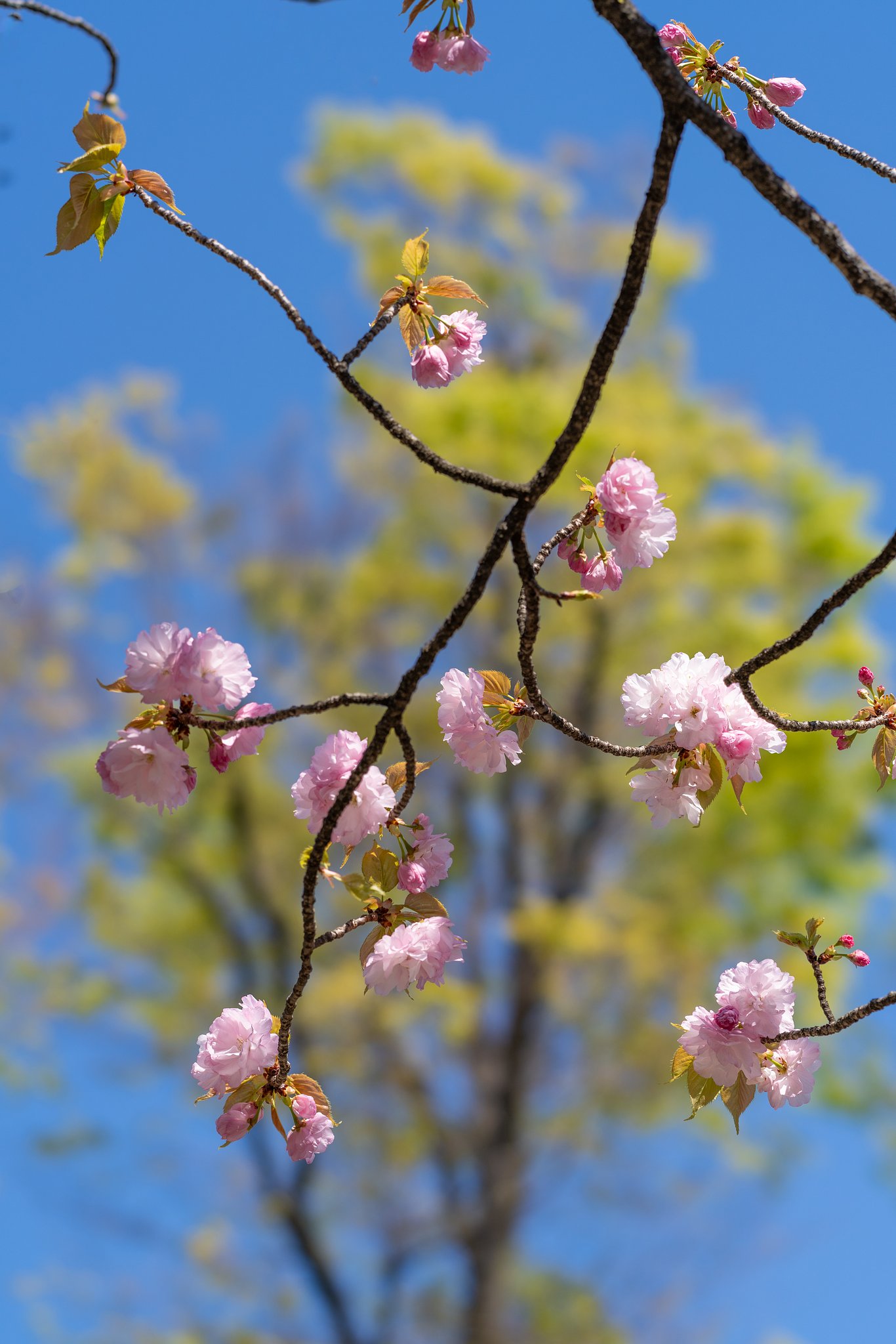 八重桜