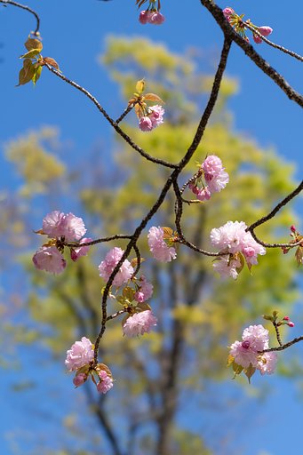 八重桜