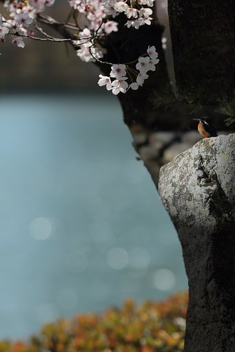 サクラとカワセミと玉ボケと