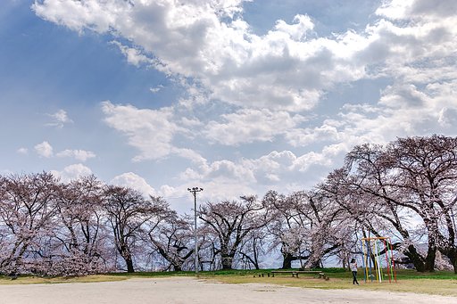 【はな】満開ならば…