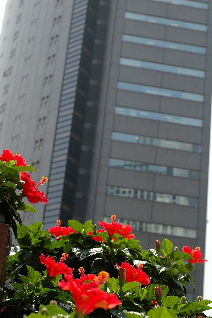 夏の花