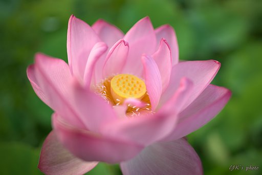 Otus 28mm F1.4 ZF2