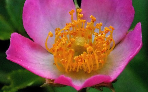 ミニ薔薇