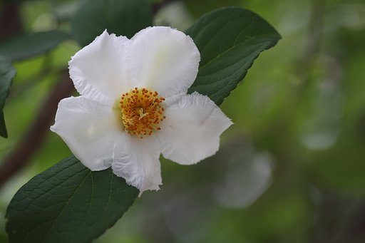 夏椿
