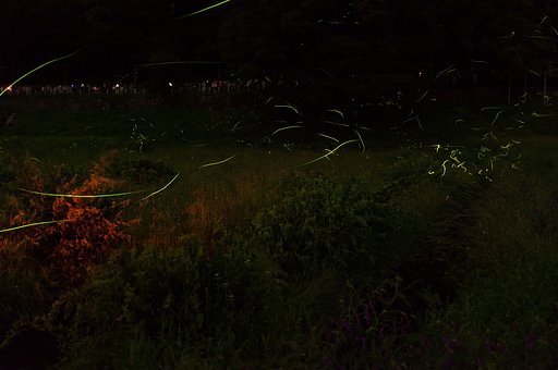 ほたる舞う