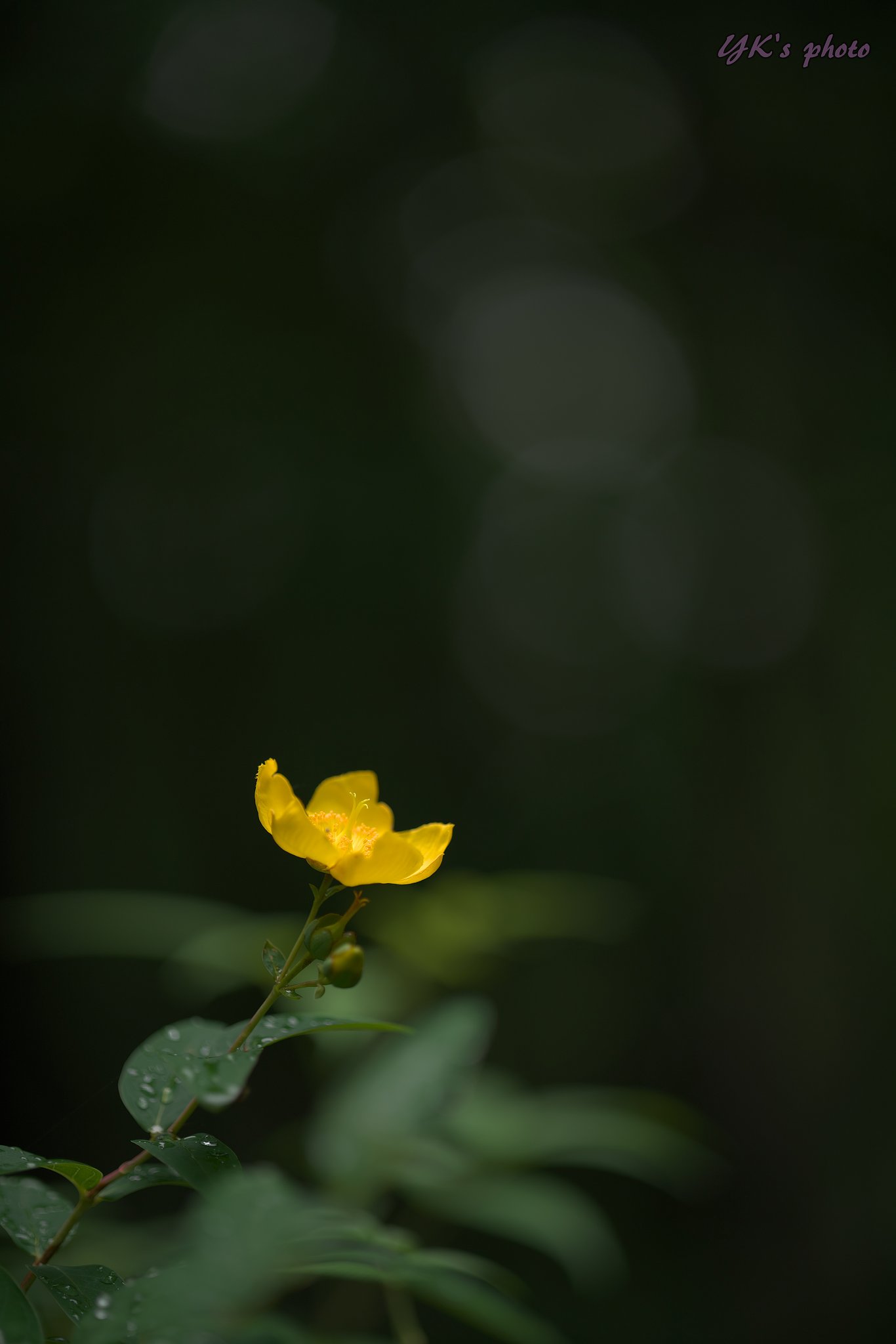 Otus 100mm F1.4 ZF2