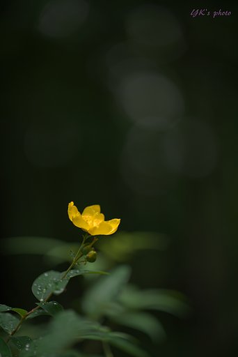 Otus 100mm F1.4 ZF2