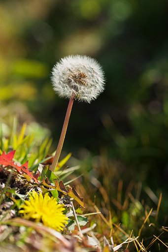 Tamron 90mm F2.8  Macro  F017