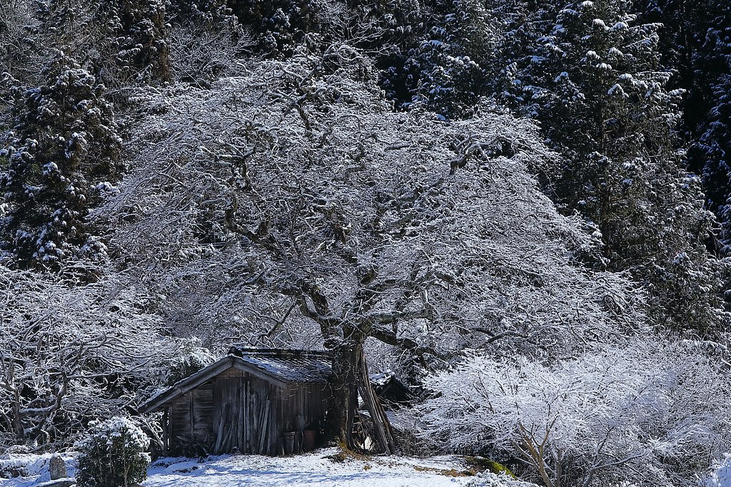 雪の柿の木