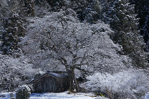 雪の柿の木