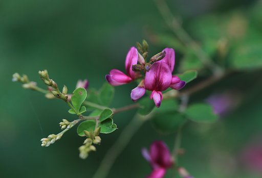 秋の七草・・萩