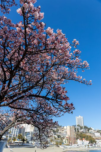 EF24-70mm f/4L IS USM