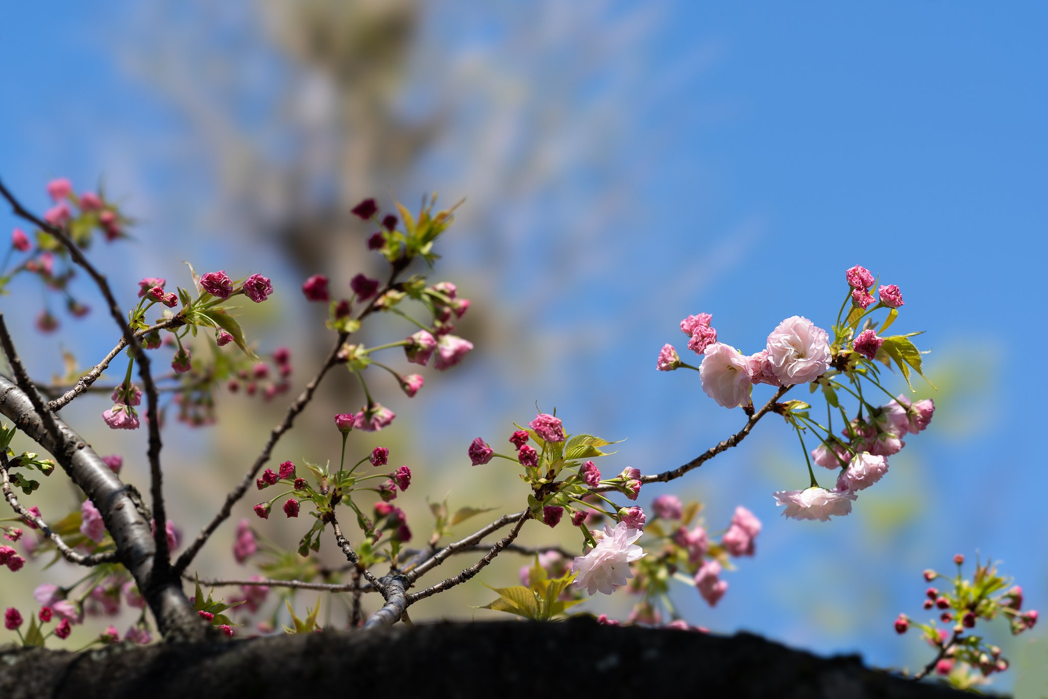 八重桜