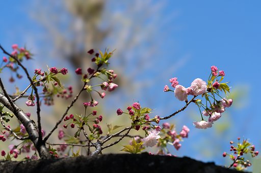 八重桜