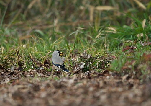 EF500mm F4L IS＋EF1.4xⅢ
