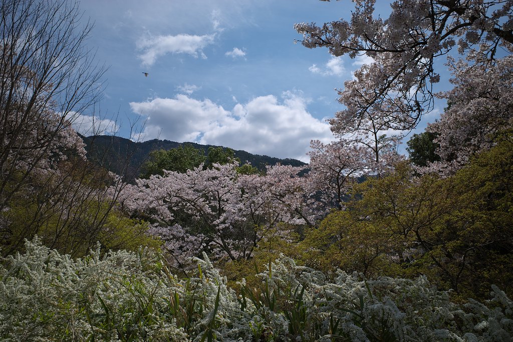 桜の園