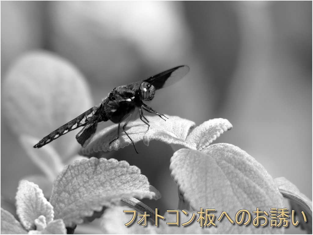 二月のフォトコン板へのお誘い