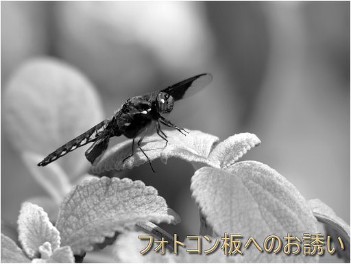 二月のフォトコン板へのお誘い