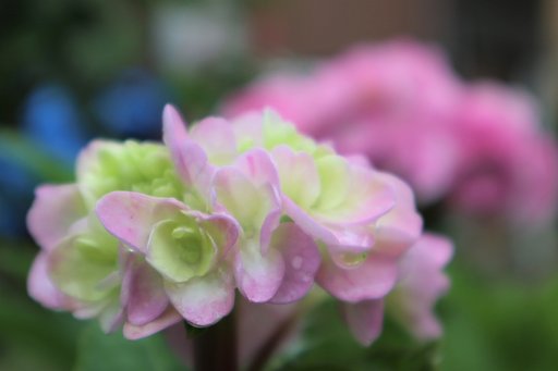 紫陽花