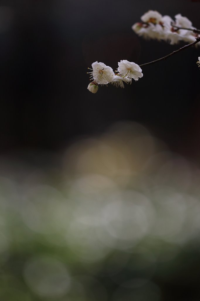 白梅