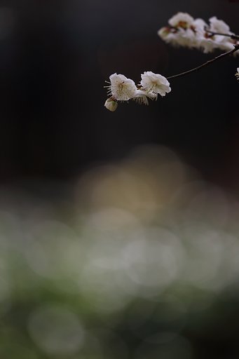 白梅