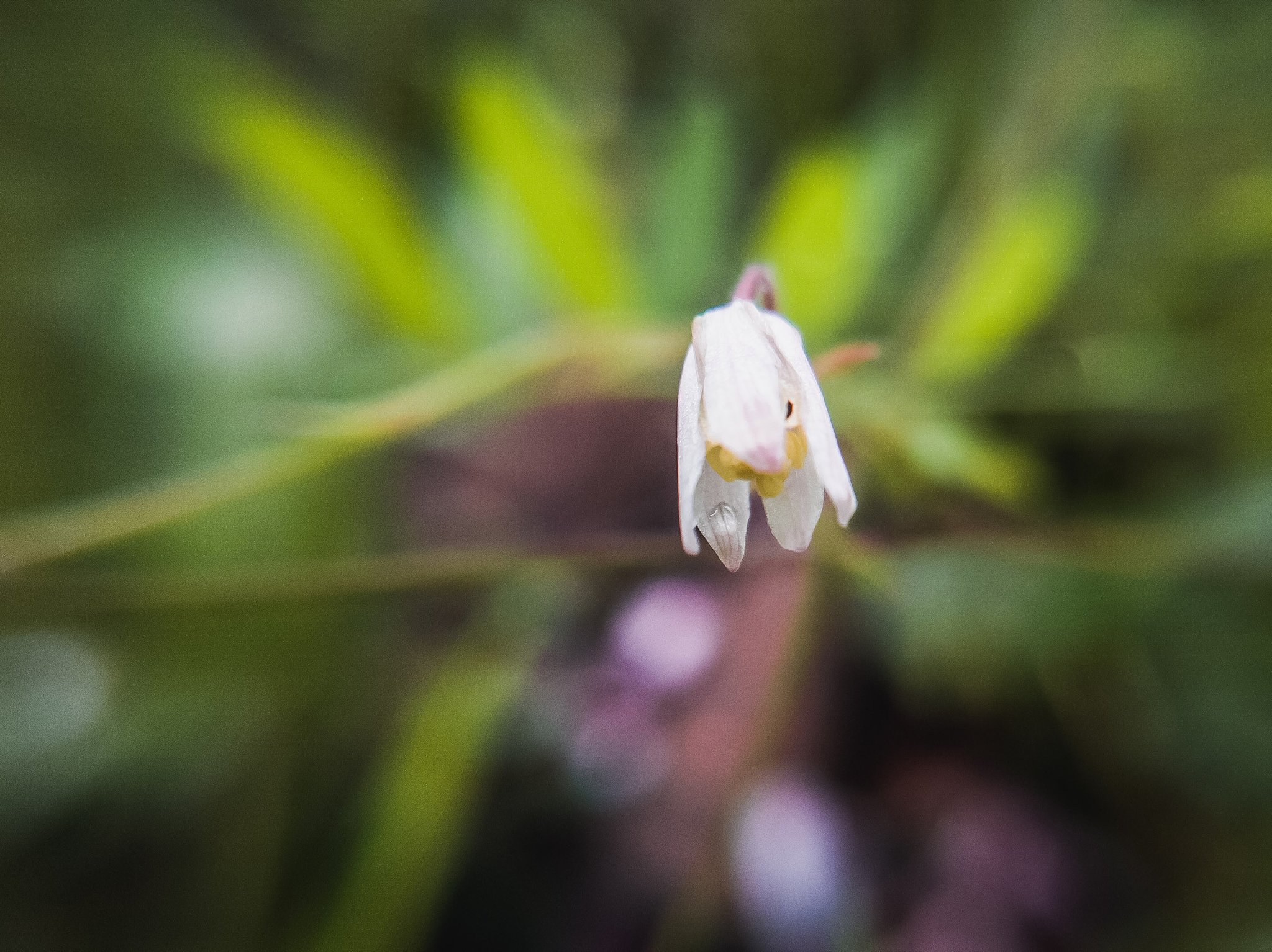 ヒメウズmacro 2