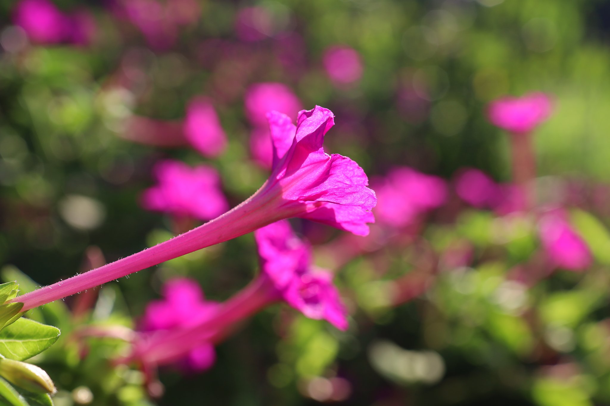 白粉花(オシロイバナ)
