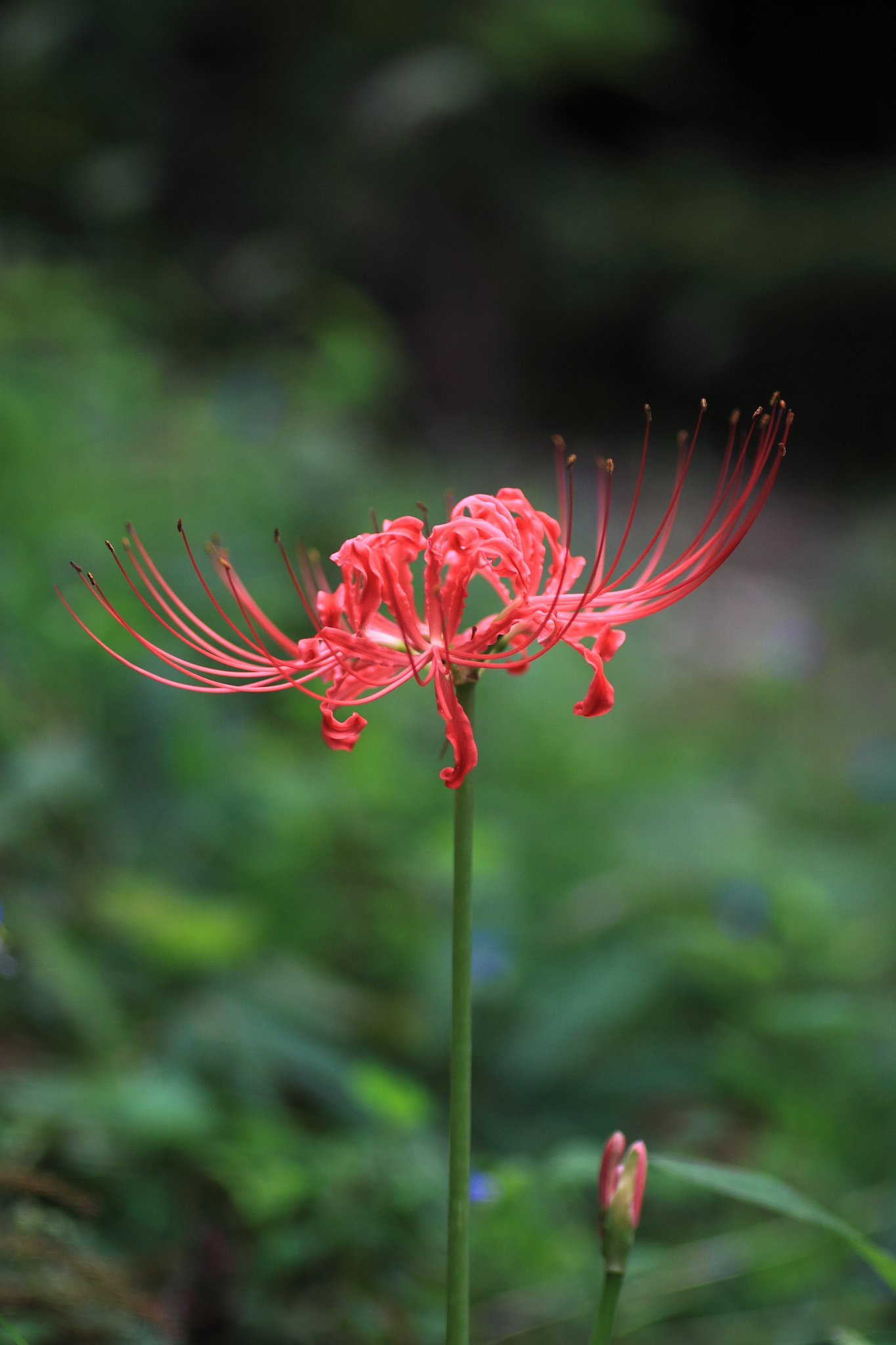 Tamron 90mm f2.8 macro 172E
