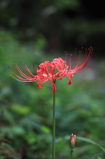 Tamron 90mm f2.8 macro 172E