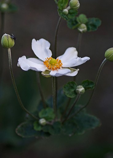 秋明菊