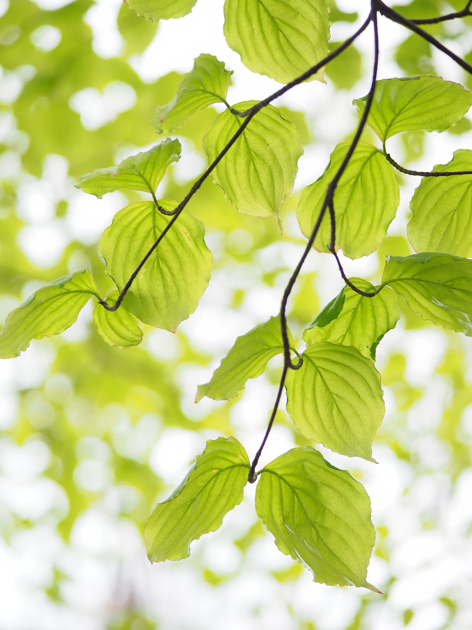Let It Green 3