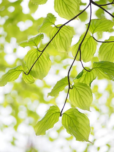Let It Green 3