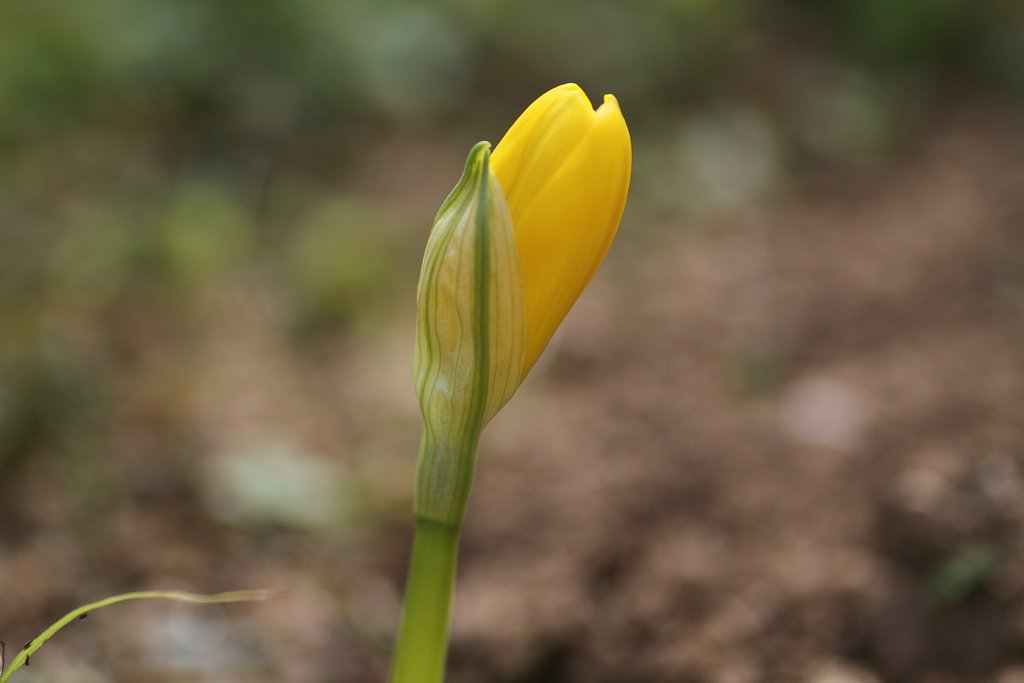 Tamron 90mm F2.8 272E