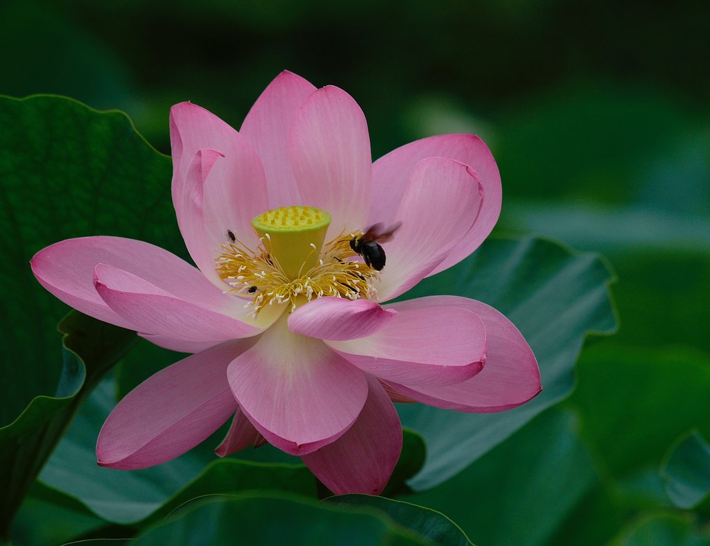 ハスの花