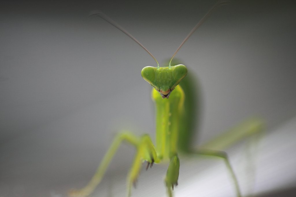 Tamron 90mm f2.8 macro 172E