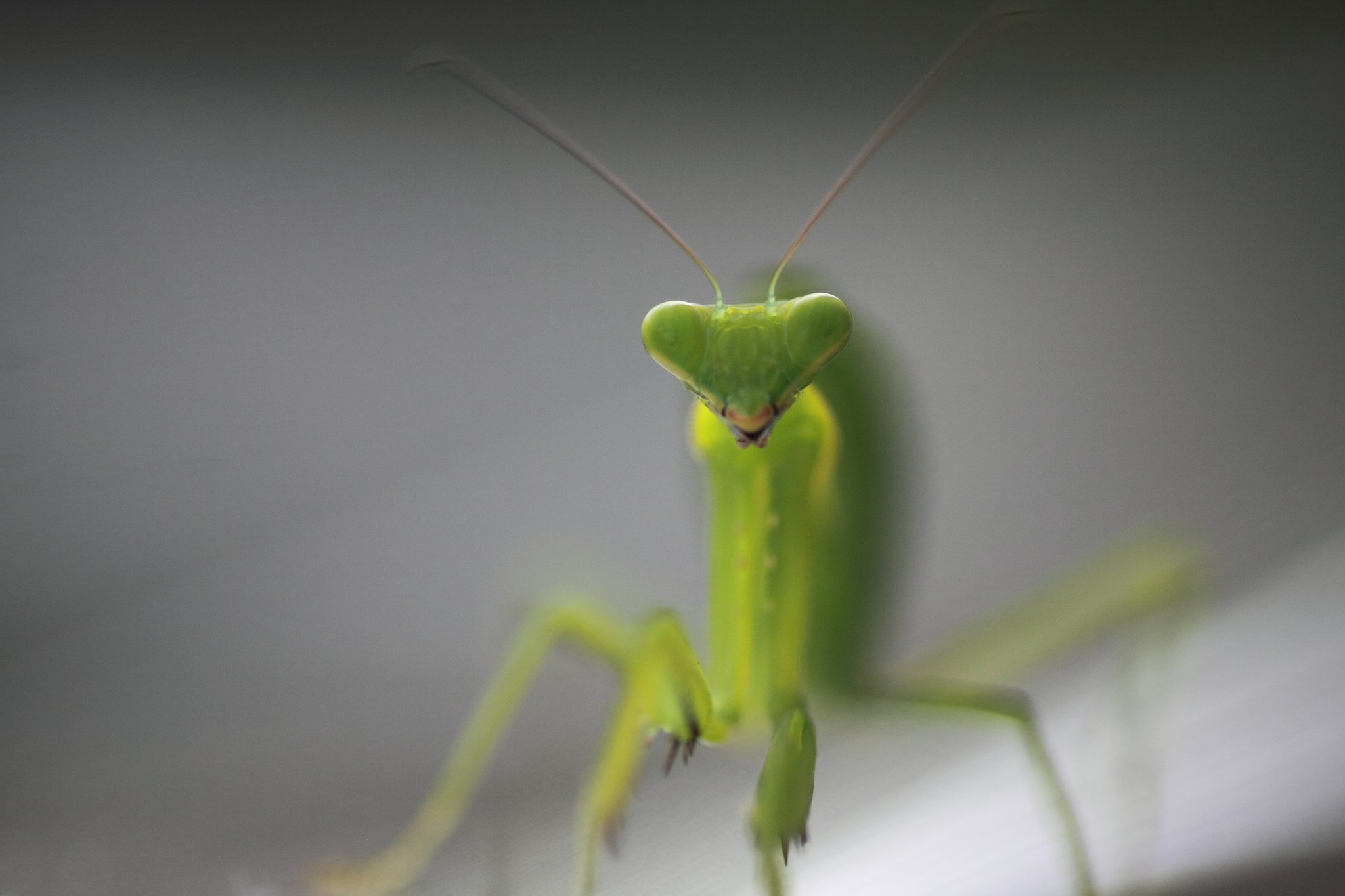 Tamron 90mm f2.8 macro 172E