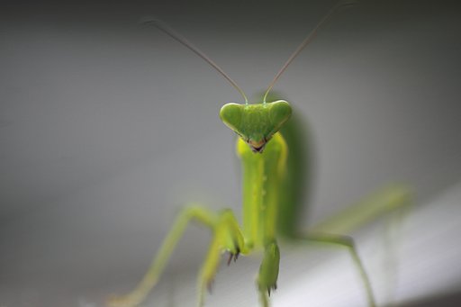Tamron 90mm f2.8 macro 172E