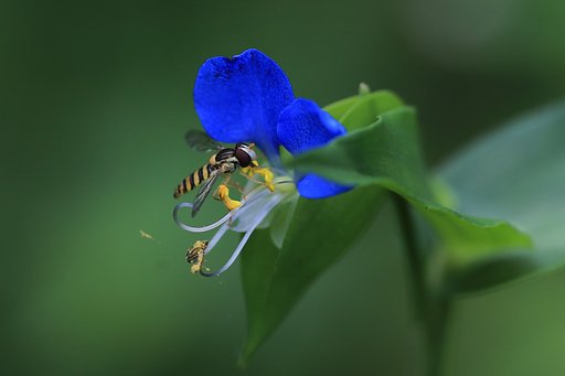 暑い森の午餐